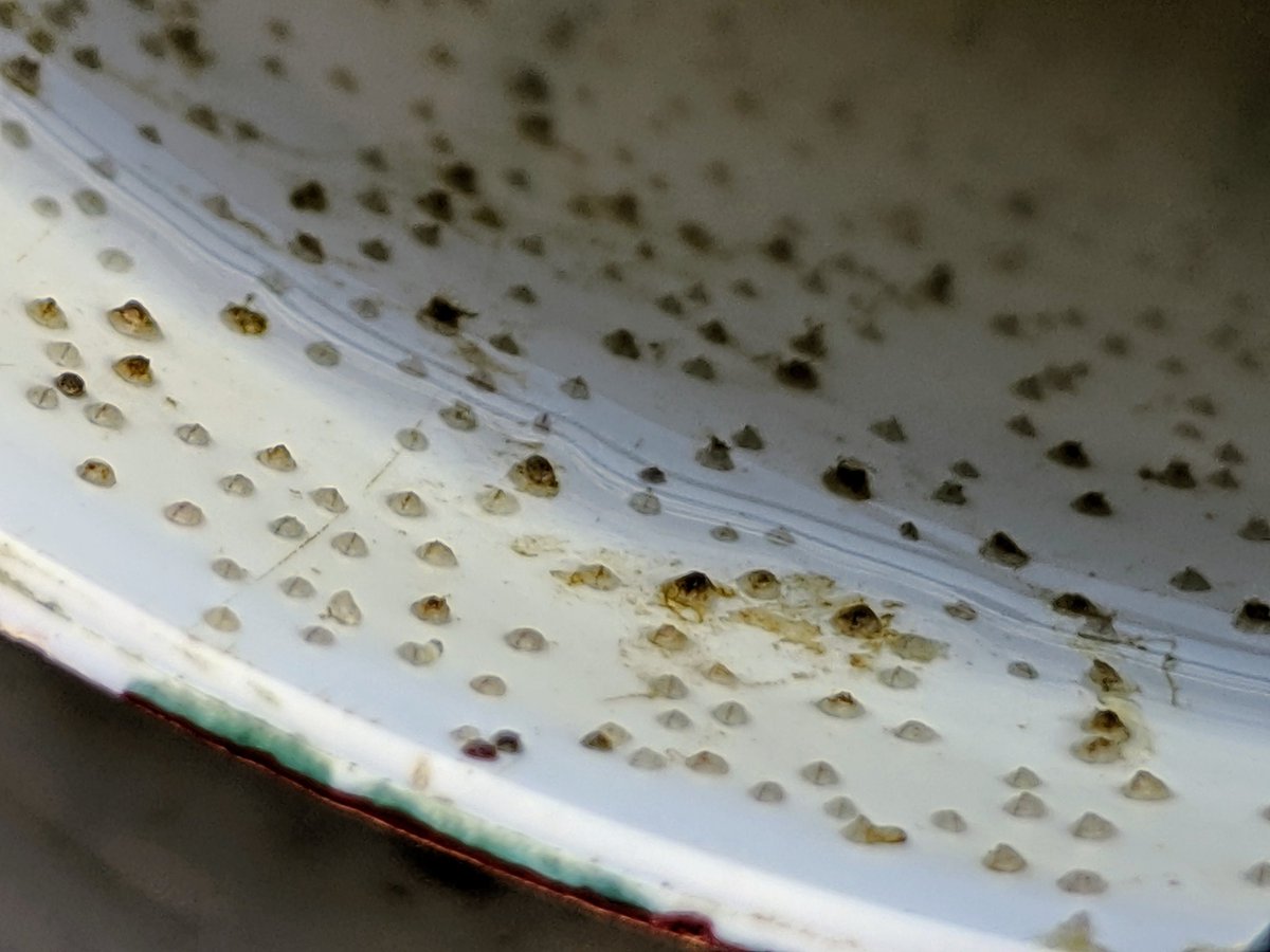 Look. At. Those. Barnacles! More adorable than the words that could ever describe them. @UBCBiodiversity @oceanleaders #ecology #fieldwork