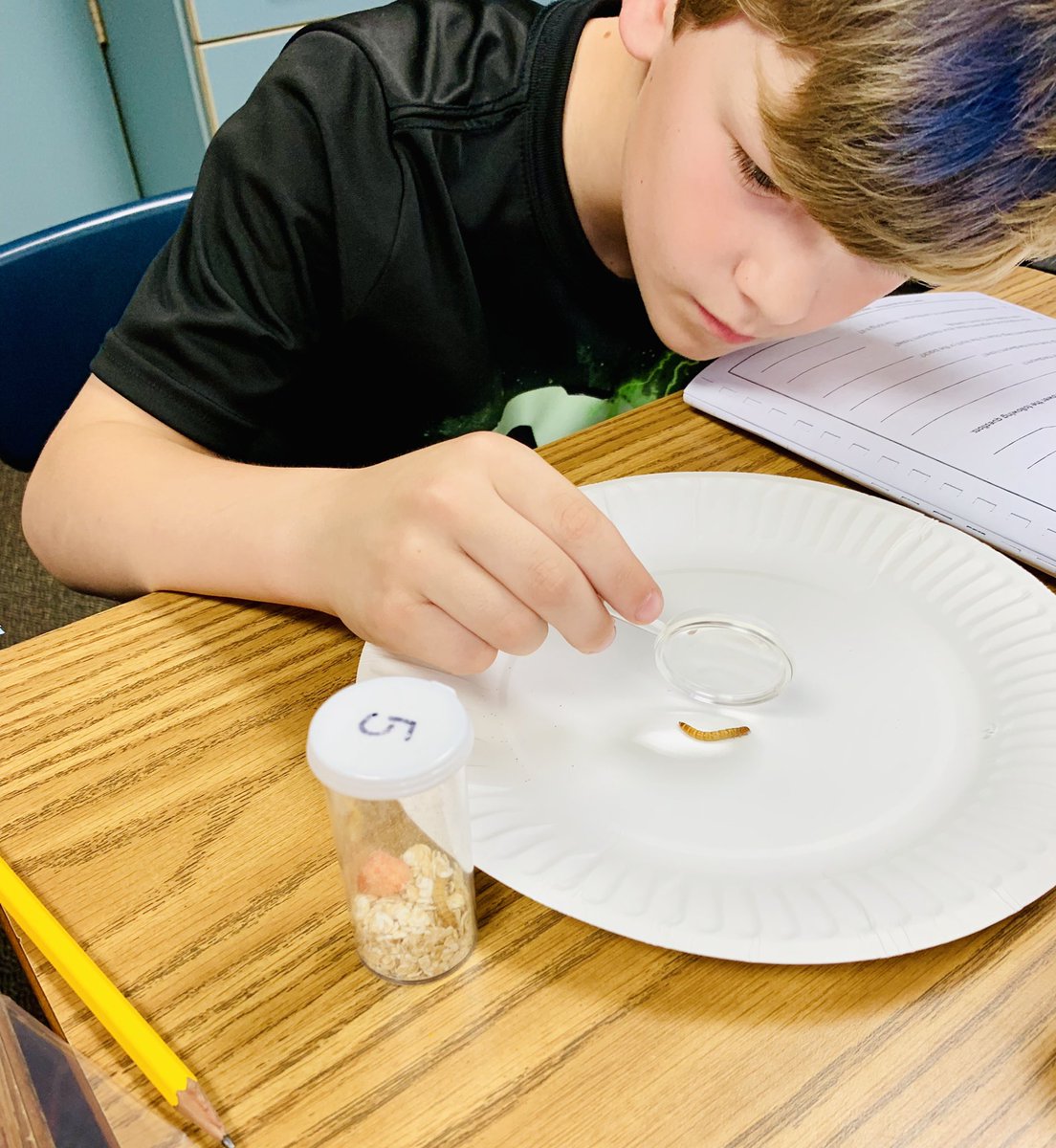 MrsShieldGR's tweet photo. Observing mealworms! #grgators @GRGator @FOSSscience #kidscientists #lifecycles https://t.co/M1mOCb5bk0