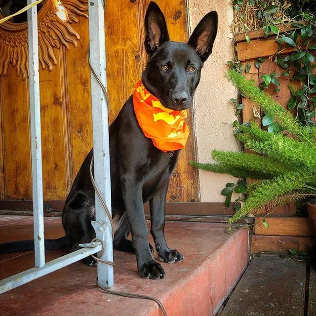 runyonusa's tweet photo. Olly is ready to work those trails to make all the dogs jelloz.  You know why?? Cause he’s rockin the Orange Citrus Runyon Bandana. Get one free for your furry friends at https://t.co/FlYHEuX2Gd .
Your bestie will love you long time. New colors now in stock.  #runyonusa #runyo… https://t.co/Yf85QmggUH