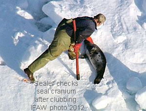 HarpSealsDotOrg's tweet photo. Update from the #DFO: As of yesterday, 28,396 #harpsealpups have been #killed. If you haven't yet sent an email to @JustinTrudeau &amp; Co., please send one today: 
https://t.co/pmkpN3GS8S #EndTheSealHunt4good #CanadaShame #LeCanadaHonte #MetreFinALaChasseAuPhoquePourdeBon 🍁🍁🍁 https://t.co/87qa9de2ua