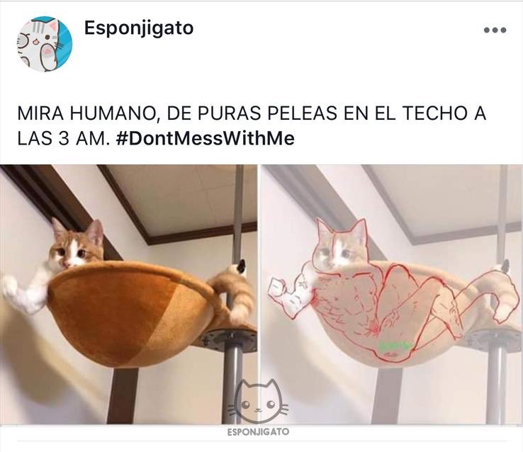 doctor gatito tweet media