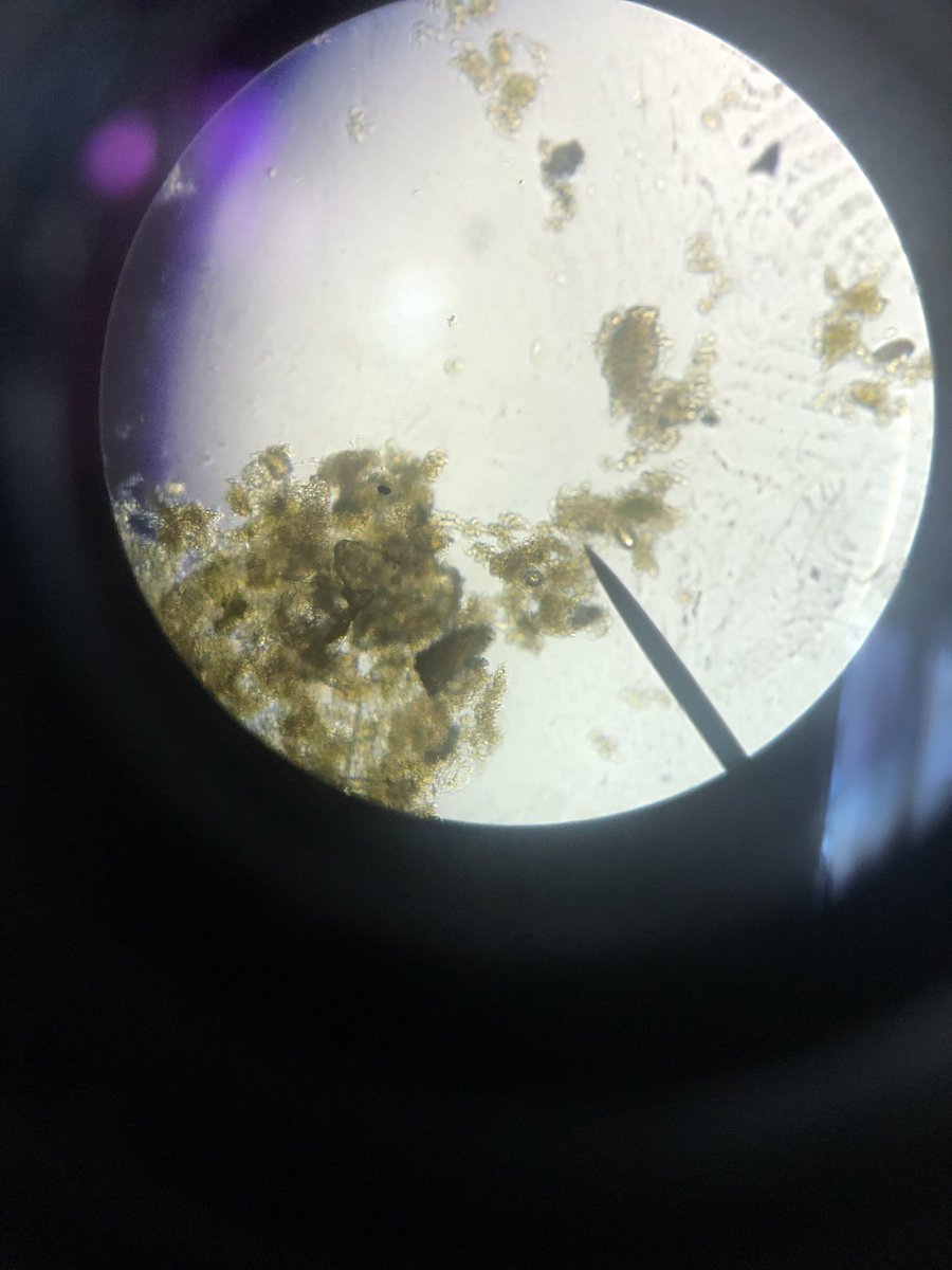 MsPrice1's tweet image. I went on a walking field trip with a group of 7th graders and it made me miss teaching science for a moment. @ThesquareM2 @wcpssmagnets #MicroscopeLab #PondWater