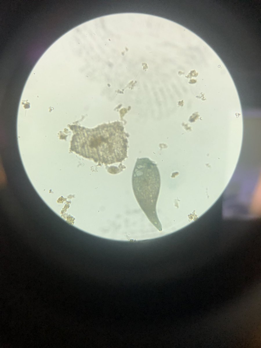 MsPrice1's tweet image. I went on a walking field trip with a group of 7th graders and it made me miss teaching science for a moment. @ThesquareM2 @wcpssmagnets #MicroscopeLab #PondWater