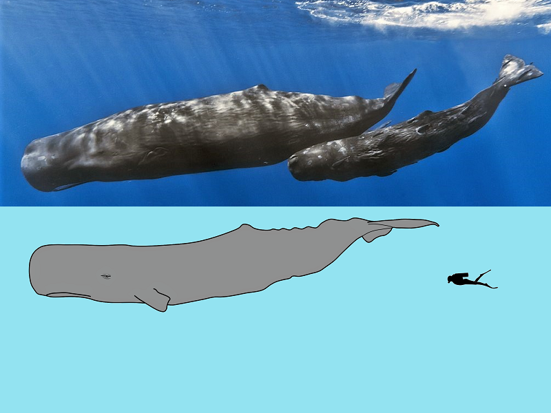 Thiago Ferreira On Twitter Seria A Historia De Jonas Engolido Por Um Grade Peixe Algo Real Ou Mitologico Um Fato Ou Um Conto Existem Muitas Teorias A Respeito Muitas Divergencias E Muitas