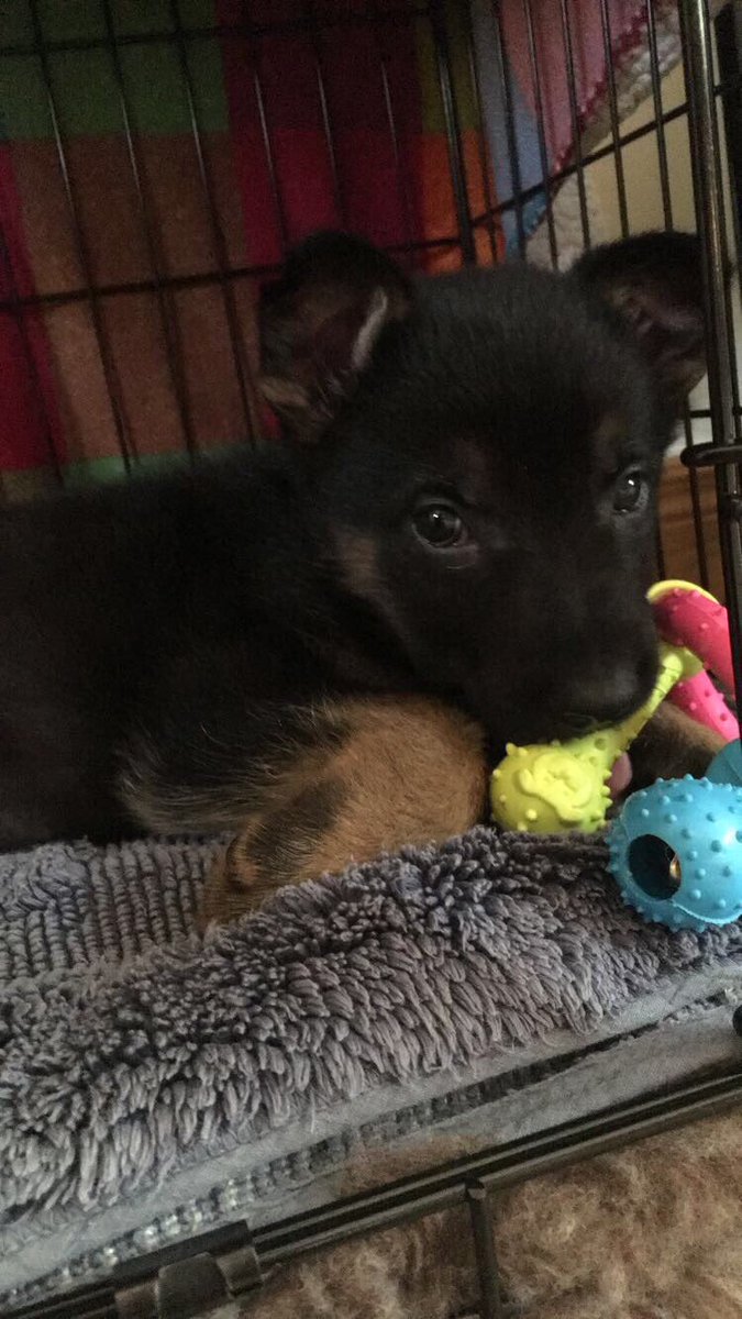 leebaahhh's tweet photo. I probably post too many pics of my dog but HOW DID THIS HAPPEN IN SIX MONTHS https://t.co/83JL4ZVGLx