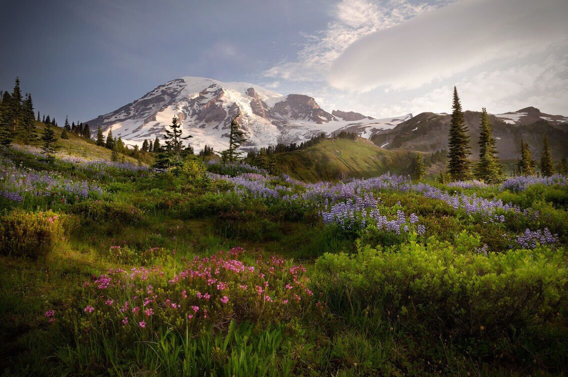 A snow covered mountain rises above a field of colorful wildflowers.
