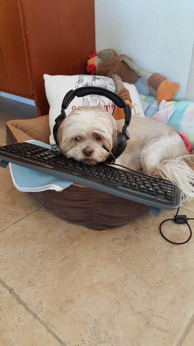 theBrokerList's tweet photo. No daughter here, but #Toodlebug made an appearance to support #bringagirltoCREday @CREWLasVegas @CREW_Network I appreciate all that #CREW is doing to bring awareness to our industry as a career. It is the best career ever, promoted by the best #cre organization ever! #furbaby https://t.co/f4SEmmILJj