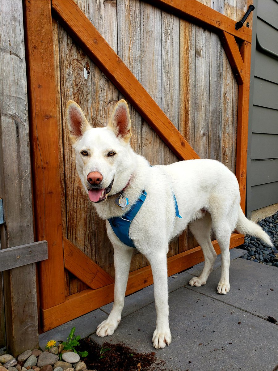 _TailsAndTrails's tweet photo. Jail break! #DogCelebration #dogwalkerpdx #pdxdogwalker #GermanShepherd https://t.co/YtLWTNoePG
