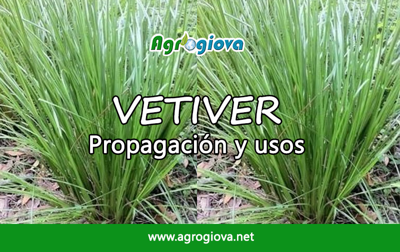 Agrogiova's tweet photo. ¿Para qué se usa el vetiver? https://t.co/Cubq9L2mrG https://t.co/PPDuvfhGb2