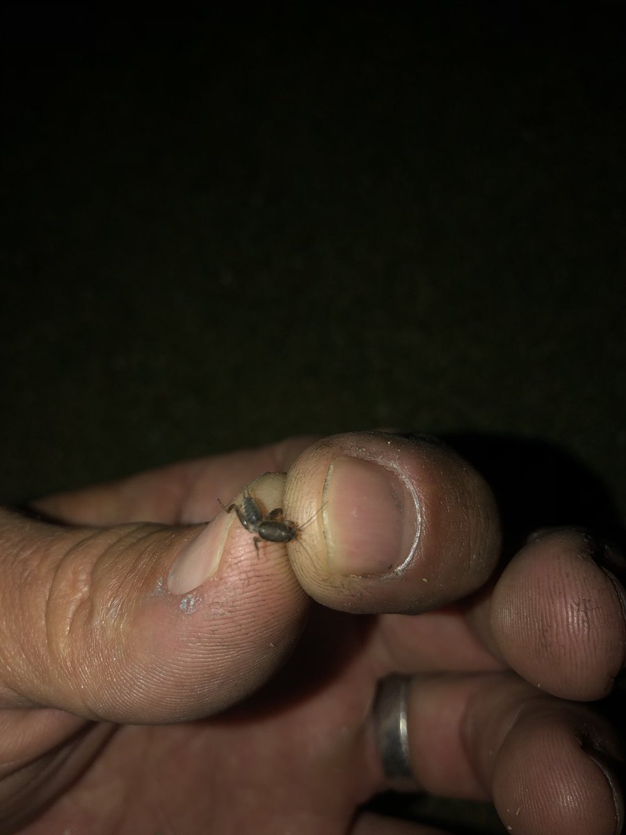 ChrisAllenTurf's tweet photo. This little fella probably isn’t as excited as I am for our annual #chipcochoice application from @dickmccoy_GTA and his crew! https://t.co/A8sRxg0jYG