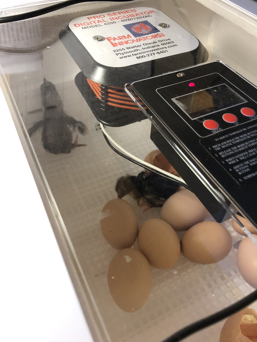 evelynbkane's tweet photo. Raising chicks in first grade! We currently have six with two on the way!
#firsties #RaisingChicks #HatfieldElem @wendymaebranson @emily_tamucc https://t.co/wlKEwlW9QZ