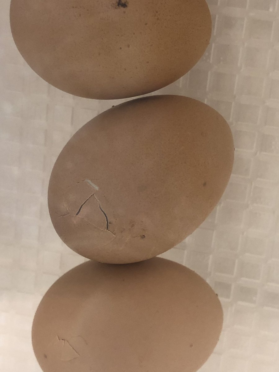 evelynbkane's tweet photo. Raising chicks in first grade! We currently have six with two on the way!
#firsties #RaisingChicks #HatfieldElem @wendymaebranson @emily_tamucc https://t.co/wlKEwlW9QZ