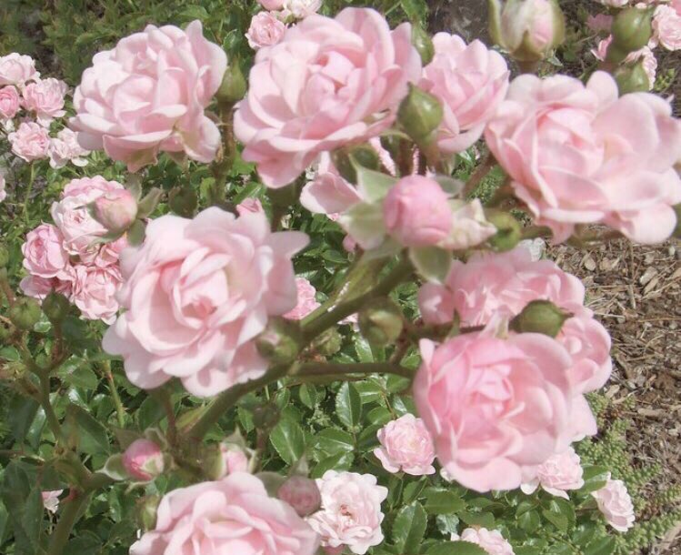 softblushs's tweet photo. https://t.co/UnaVWEQQHq