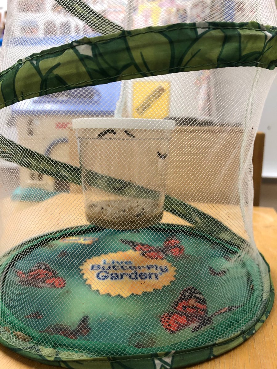 MsNinaVES's tweet photo. Caterpillars are here! We can’t wait to watch them grow and see what happens! #butterflylifecycle #VESisthebest https://t.co/CPhYyqH6FB