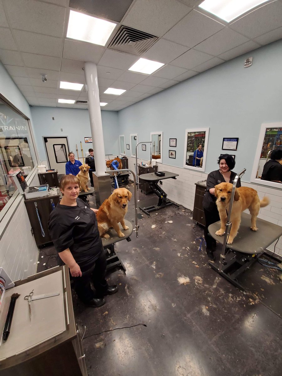 PetSmart Sydney NS tweet media