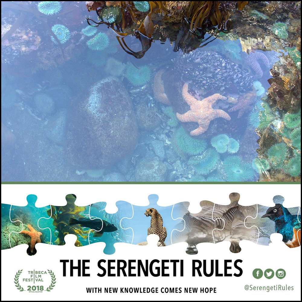 SerengetiRules's tweet image. “Keystone” species hold the natural world in balance, and when removed, their ecosystems come under risk of total collapse. Learn more about THE SERENGETI RULES, coming to theaters beginning May 10. theserengetirules.com #SerengetiRules #LearnTheRules