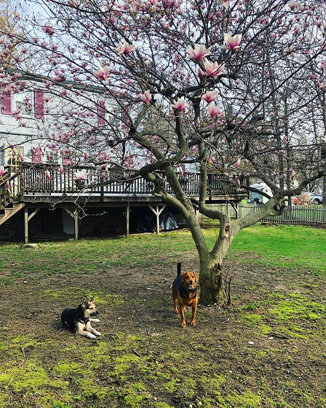 fluxfox's tweet photo. Kali’s new buddy at the pet sitter’s https://t.co/3N445sah2J