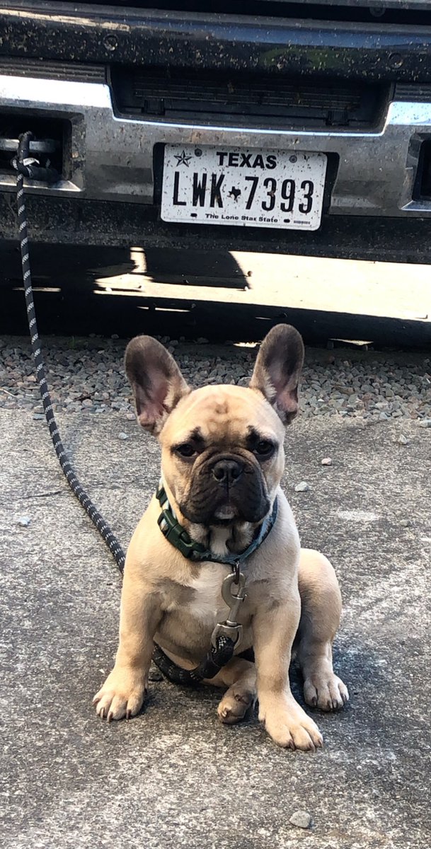 CkColton's tweet image. Let me tell ya bout my best friend #frenchies #linedog