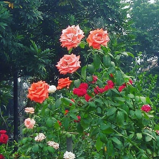 Iype Tomson on X: "Good Morning. Beautiful Flowers #rose #flowers #garden #gardenplants #tropical #tropicalplant #pretty #beautiful #bloooms #blossom #floweringplant #kerala #india #indian #godsowncountry #backwater #naturebeauty #naturephotography ...