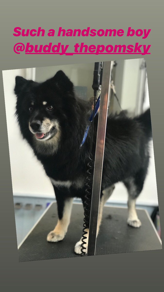 Amazing Buddy #pomsky #swindon #grooming #happyboy