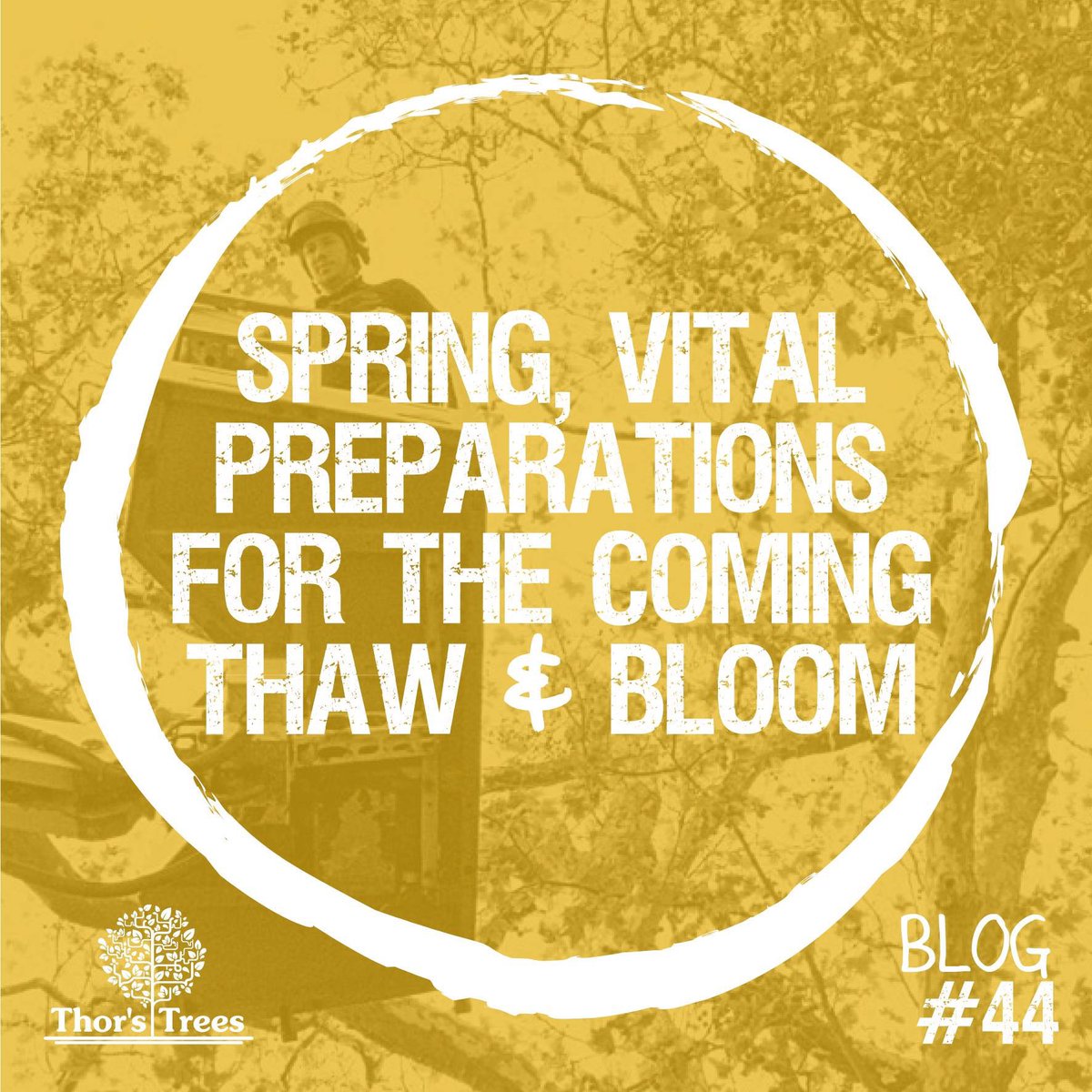 Are your trees prepared for spring?...
.
.
.
#ThorsTrees #Pruning #Spring #LondonTrees #Gardening #Local #Professional #Blog #TreeSurgeon #TreeWorks #Arborist #Arboriculture #London #Enfield #Barnet #Trees #TodayAtThorsTrees #TreeCare #TreeCareTips