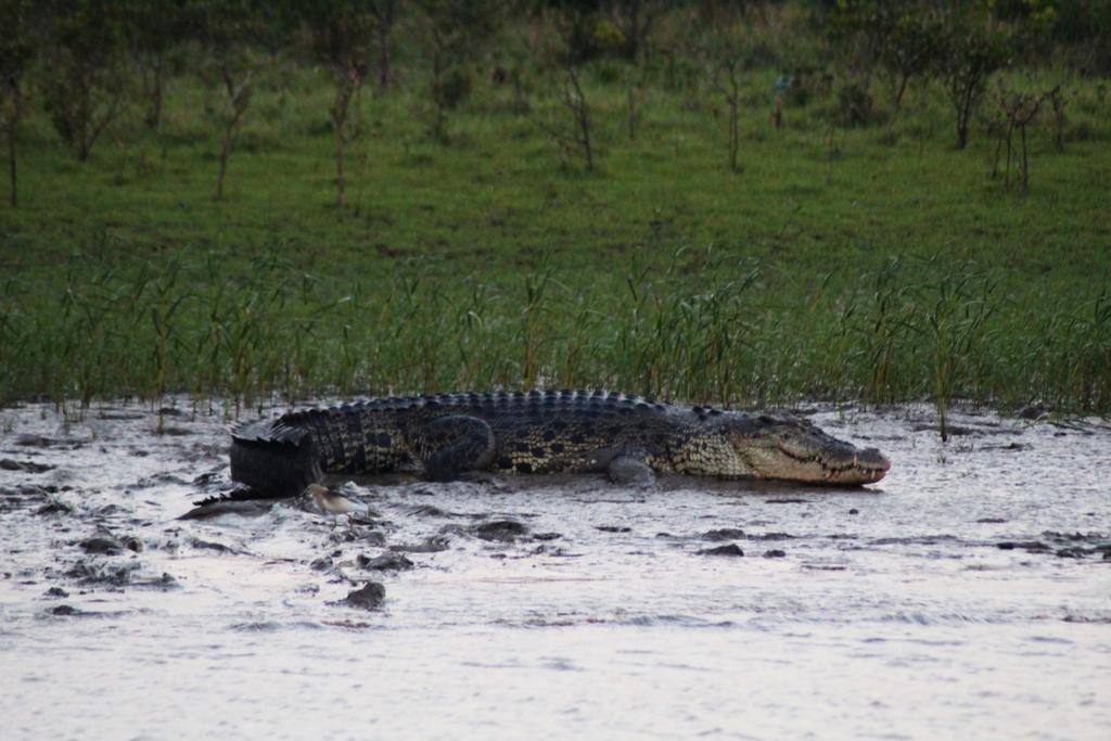One of the largest Croc in PAPULI Creek 