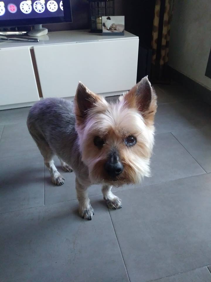 SosAbuelos1's tweet photo. SUCO (12 AÑOS) CASTELLON
Ya no le quieren!! 🤬y amenazan con llevarlo a la perrera. Lo que tiene ahora no se puede denominar familia, a la familia no se la deja tirada. 
Venga chiquitín
677667966 o whatsapp 603461757
https://t.co/uomJ5bTptz https://t.co/Xr9l7TSOxa