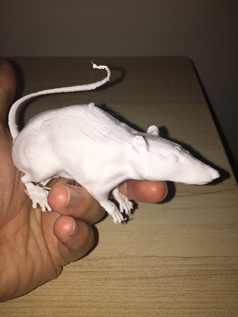 SixteenfourTait's tweet photo. Did some personal prints today for my best friends birthday soon
1: Willy Wonka Top hat ( we went to Charlie and Chocolates Factory musical and she loved his hat)
2: Rat: they are an honours students and are using rats for their project 
@UOWMSC  #3dprinting #rats #science https://t.co/8Nfu0GFYzt