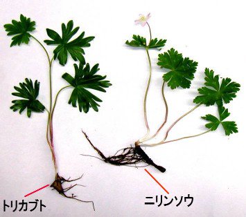 山形県 有毒植物による食中毒に注意 春から初夏は山菜の季節ですが 県内では有毒植物の誤食による食中毒が毎年のように発生しています 食用と確実に判断できないものは 採らない 食べない 人にあげない 有毒植物の見分け方のポイント 衛生