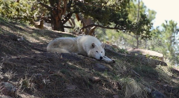 gdshrtflms's tweet photo. While in Italy there's a "wolves alert" wisely ridden by the Minister of the Interior, this short doc directed by @RameyNewell, following the work of @johnramerphoto, asks us to rethink our relationship to wild and captive animals. Read and watch at: https://t.co/OMM10D0NRT https://t.co/zH92TcnNzC