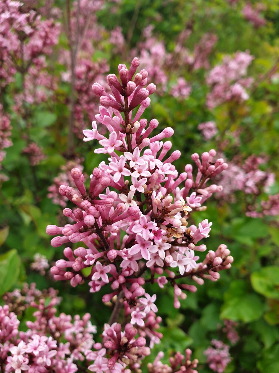 Visited the breeder of the Syringa Flowerfesta. Here im standing with Flowerfesta Pink. This blooms in spring ánd in summer time with heavy perfumed flowers! Lovely!