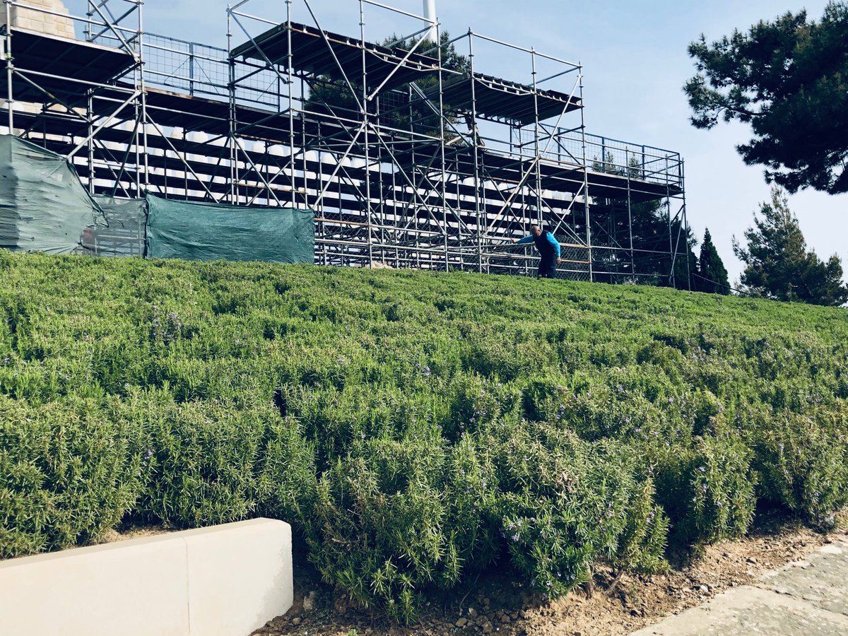 The wonderful rosemary garden at the New Zealand Chunuk Bair Memorial remains in excellent condition as we carefully managed our infrastructure build for our commemoration around it. ⁦<a href="/NZLainey/">Lainey 🌻</a>⁩ ⁦<a href="/saurimo44/">John McLeod</a>⁩ ⁦<a href="/bnbgundogan/">Burak Gündoğan</a>⁩