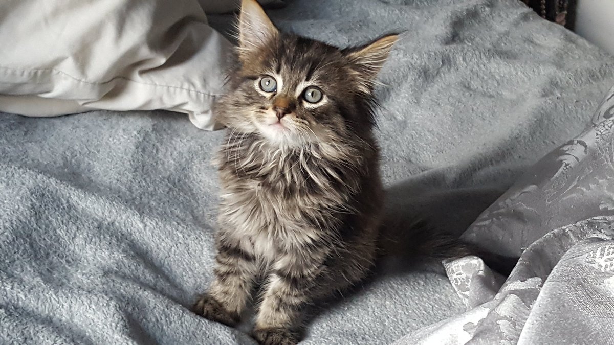 Oh my word look at this wee munchkin! Newest addition to my feline family, Koji ♡ #kitten #cats #rehomed #floof #mainecoonX #newboy #9weeksold #koji