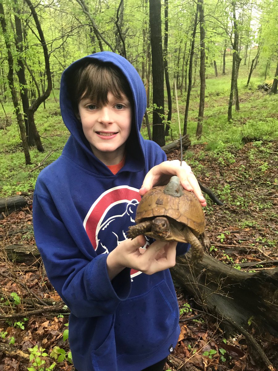 PrinOutdoorEd's tweet photo. Turtle Tracking Team ⁦@PrincipiaSchool⁩ closely studying Dory on a rainy day. Mack was too far in a nearby private neighborhood so we went inside to work on T-shirt design for our upcoming shellebration. #handsonlearning #outdoorlearning #turtletracking #boxturtle https://t.co/qTguCYqs8K