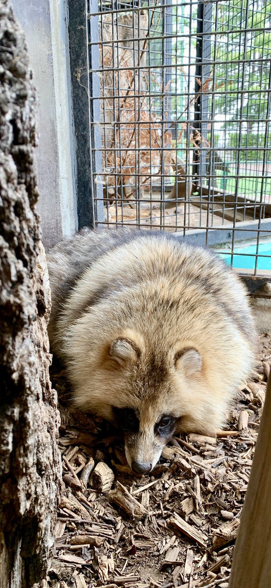 おびひろ動物園 公式 壁紙仕様の 今日のたぬき T Co Vubuqv1go7 おびひろ動物園 エゾタヌキ Raccoondog 今日のたぬき