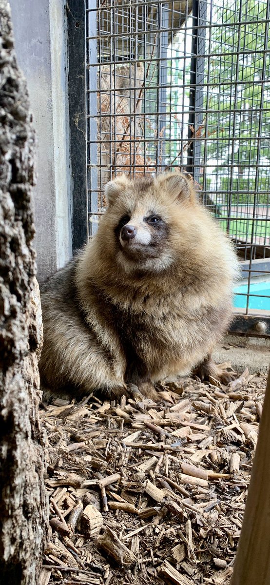 おびひろ動物園 公式 壁紙仕様の 今日のたぬき T Co Vubuqv1go7 おびひろ動物園 エゾタヌキ Raccoondog 今日のたぬき