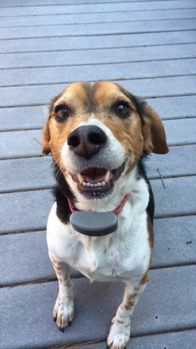 Emilysullivan98's tweet photo. Just wanna show off my cute dog https://t.co/6XcI42NSgk
