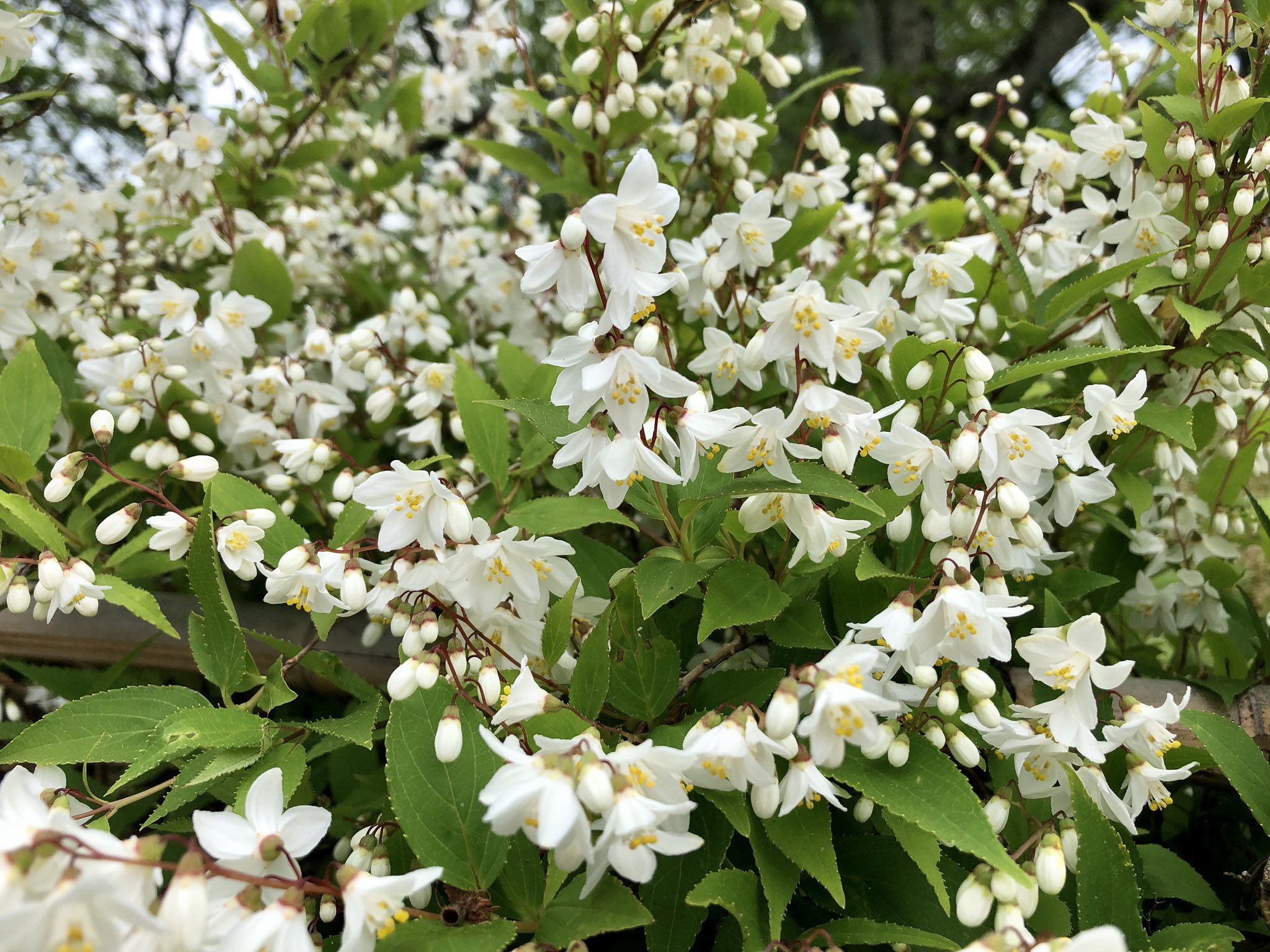 尾道市立美術館 卯の花 Deutzias 26 4 19 春の桜の時期が過ぎ 初夏を告げるウツギが咲いていますニャ 尾道 千光寺公園 尾道市立美術館 茶トラ Cat Onomichi 卯の花 夏は来ぬ T Co 6wmn0huuyt Twitter