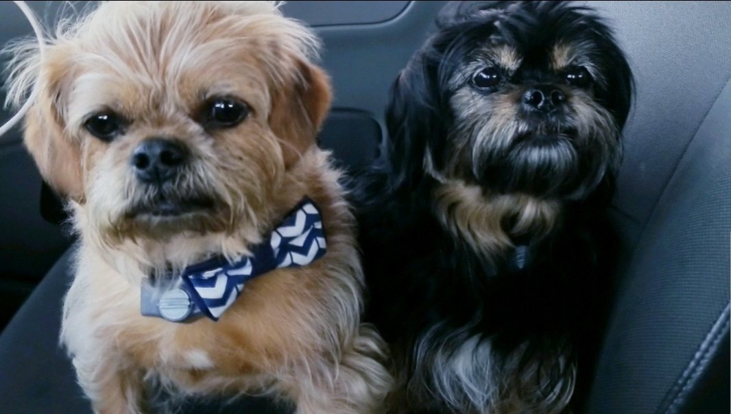 MadDashCourier's tweet photo. #trucker #dog #dogs #puppies #puppiesforinstagram scraps and Molly just love to go Trucking yorktese puppies! Brother and sister, they love to bicker and when they do like get rolling around and playing and they will turn some furniture over there so lovable and dedicated to you! https://t.co/KGDDP7sfFy