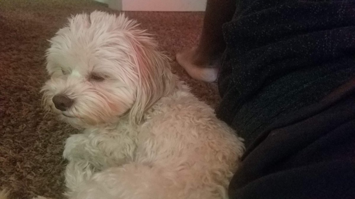 Chip32986488's tweet photo. #saddog🐶
Unfortunately my big brother @FunkyKong190 is mad at me because I ate four of his ribs that he left on the table in the living room when Mom called him he tried to call me upstairs but I didn't listen now because of me  I have to sleep in Mom's room tonight https://t.co/Jj1CuJxDr6