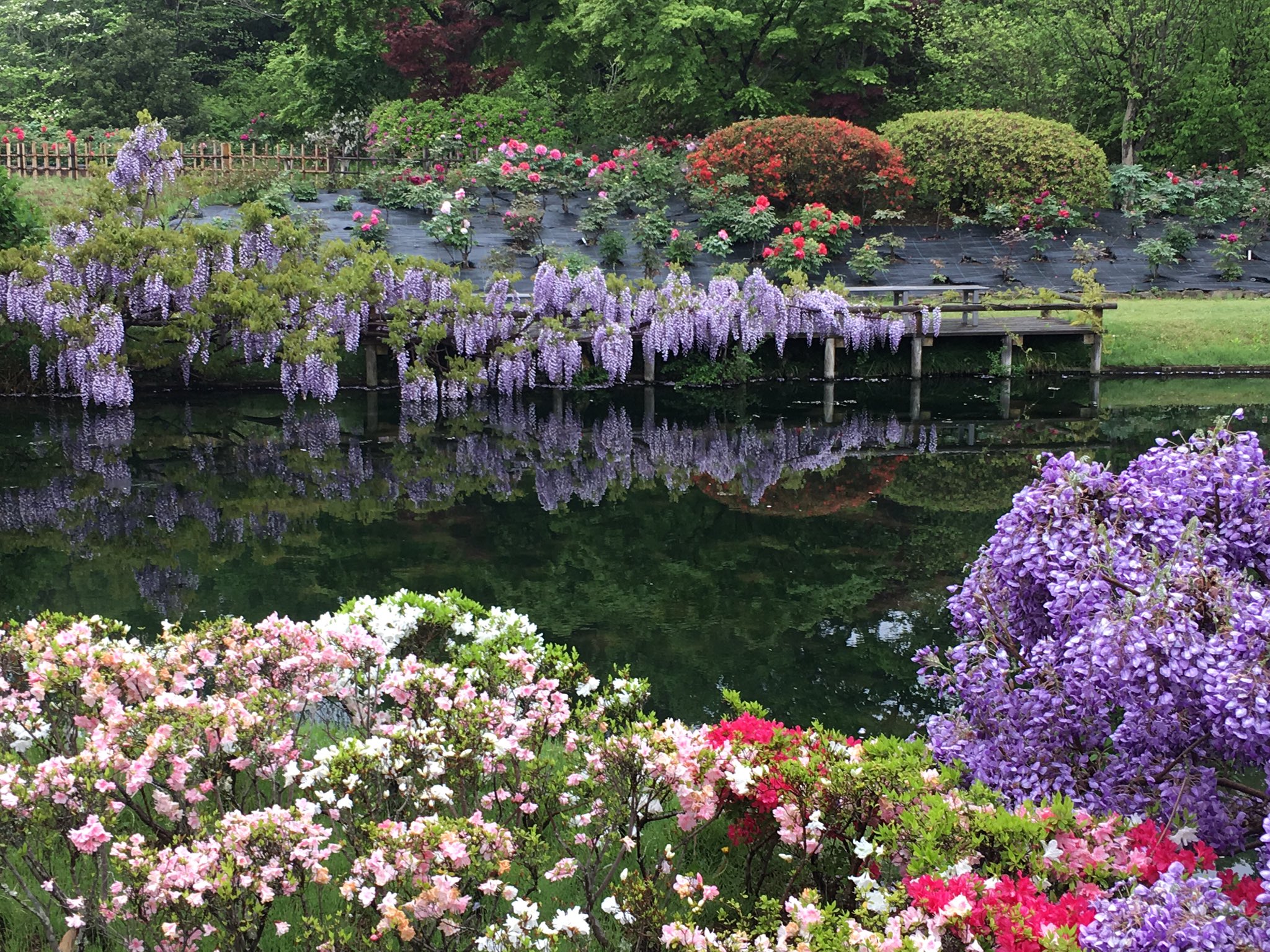 清水公園 花ファンタジア 藤と牡丹と躑躅 清水公園 花ファンタジア はなまっぷ T Co Alccopf2cf Twitter