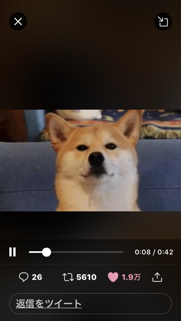 めちゃくちゃお上品にオムライスを食べる柴犬の動画が癒される いい子 うちの子は餌見ると発狂する Togetter