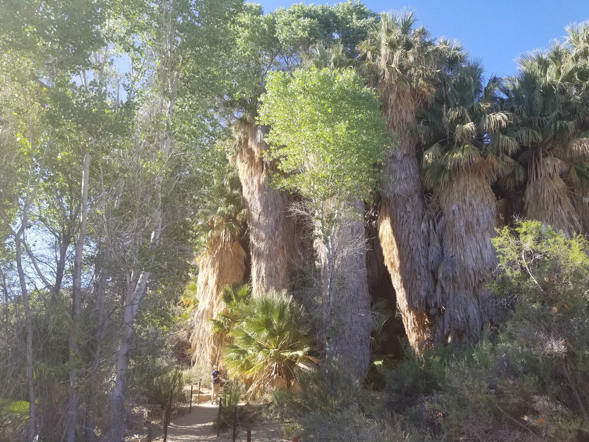 TinaBoville's tweet image. Post-postdoc Day 1. Now that I&apos;m out of the lab, I have to work hard to keep my observational skills sharp. It is only through years of study that I&apos;m able to spot the person in this image. Finally, those microbiology classes are paying off. #humanforscale #joshuatree