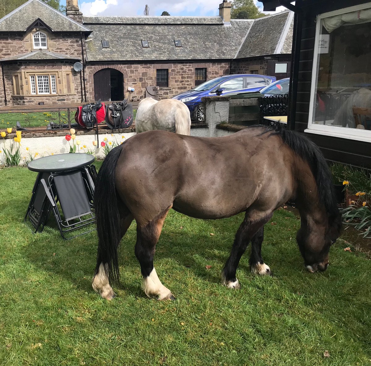 crieffceramics's tweet photo. So this is how we cut the grass at @crieffceramics 😂😂 clever ponies!! #crieff #ceramics #crieffceramics #spring #lunchbreak @Curstaidh https://t.co/cqg8uTJtl9