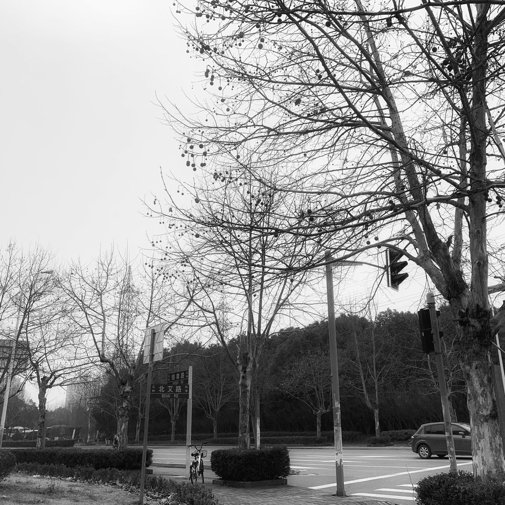 Ann_9157's tweet photo. All these trees losing their leaves,but not one of them is worried ❤️. Stay safe💜.                   
@kumudika_perera @joon_teddy97 @Kooks_Bunny_Bae @nayo_nomi  @anji_reigns @AnuKaushalya #PrayForSriLanka https://t.co/7VGKI8irCm