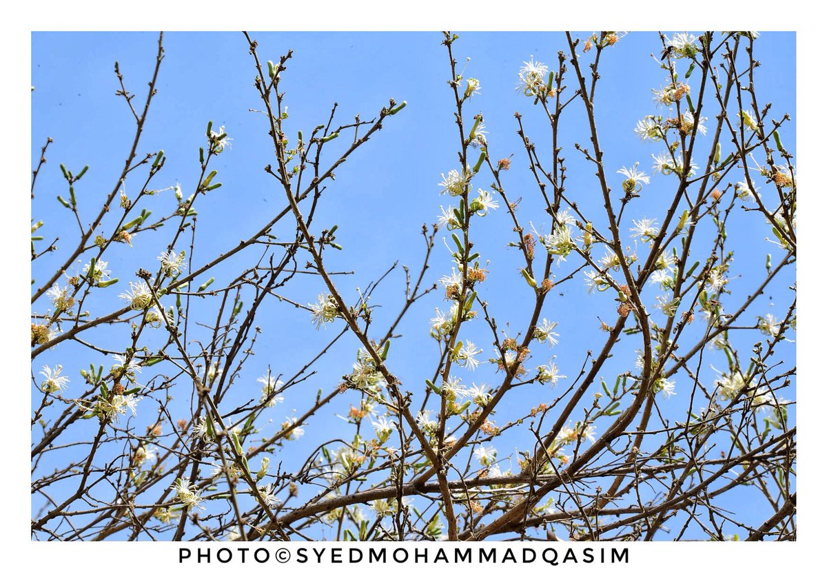 EvolveLeadLove's tweet photo. #TreesOfDelhi 69
While walking around in a #Delhi garden I smelled a fragrance like of which I had never experienced before,Intense,interesting&soul lifting.Nearby I found my first #Ankol #Tree in Delhi. Ankol/Alangium salviifolium is healing tree.Used in Dog,Snake bites&Asthma https://t.co/bYXVNazDeB