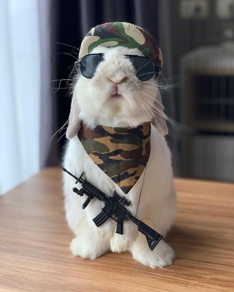 VIINI THE RABBIT tweet media