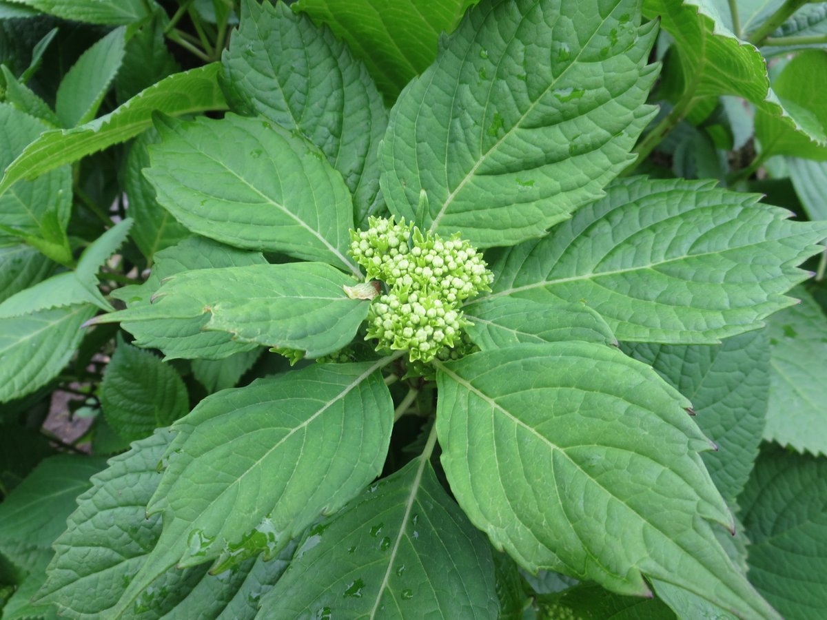 紫陽花の蕾 紫陽花の蕾