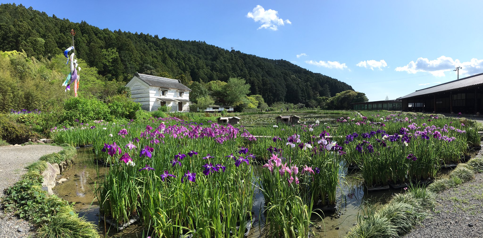 Japaneseirises Twitter Search Twitter