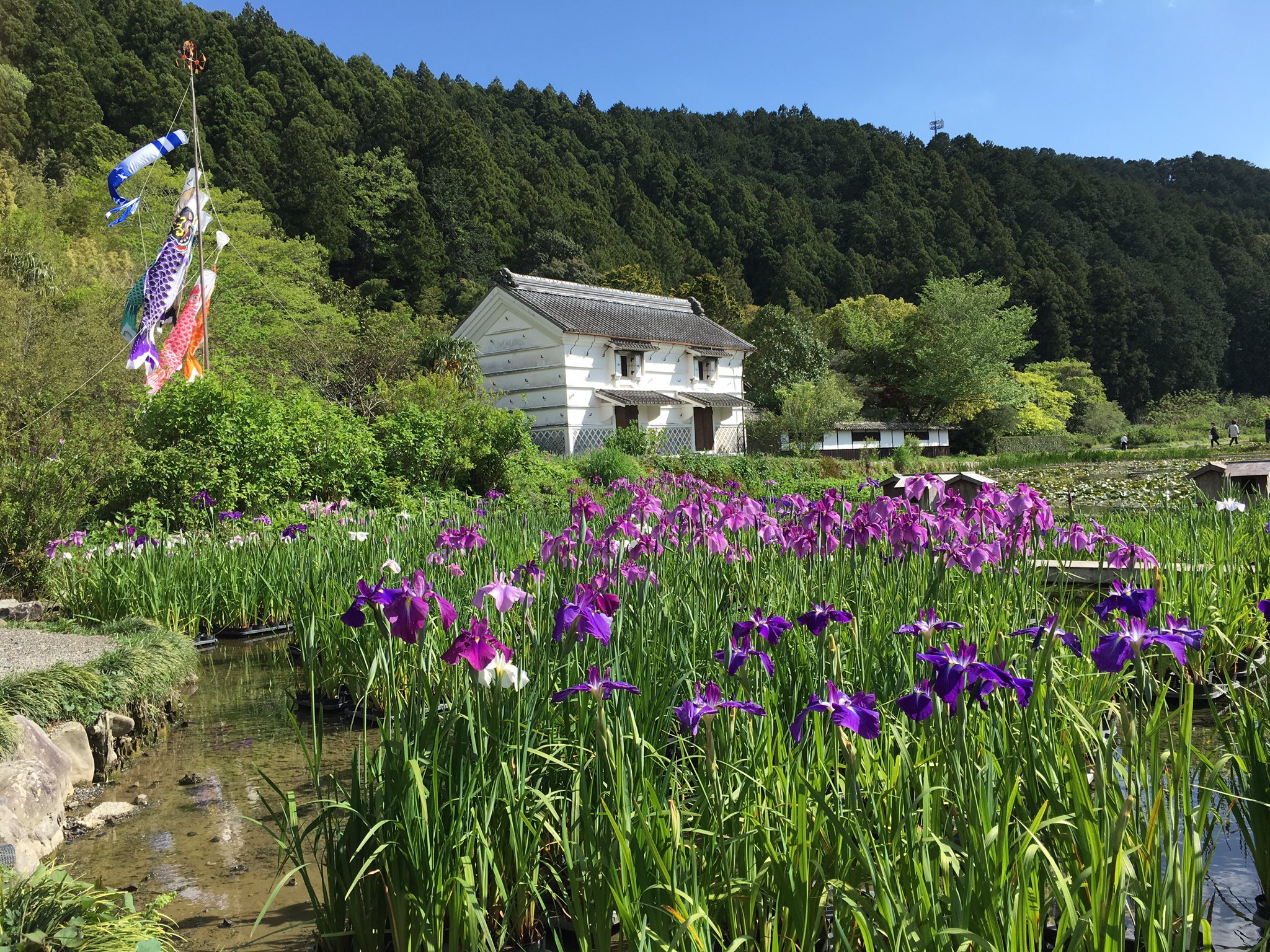 Japaneseirises Twitter Search Twitter